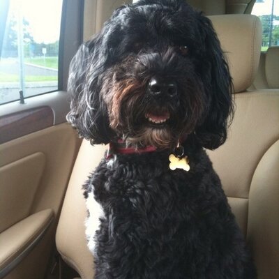 Profile Picture of Al McGowanon Twitter