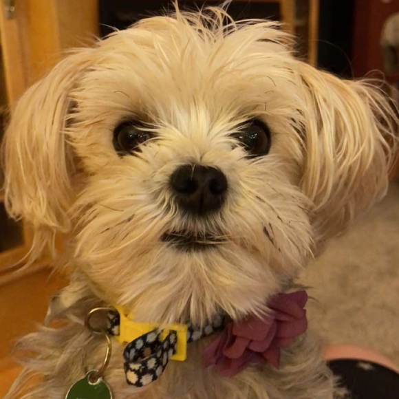 Logan Wulff - Poshmark Profile Picture of Logan Wulff (@wulffloggie) on Poshmark