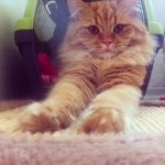 Profile Picture of Benjamin (@benjamin_the_ginger_cat) on Instagram