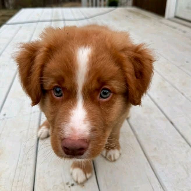 Profile Picture of Joshua Ross (@joshua.rossmusic34) on Tiktok