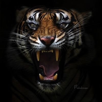 Profile Picture of Alex Ping (@AlexPing3) on Twitter