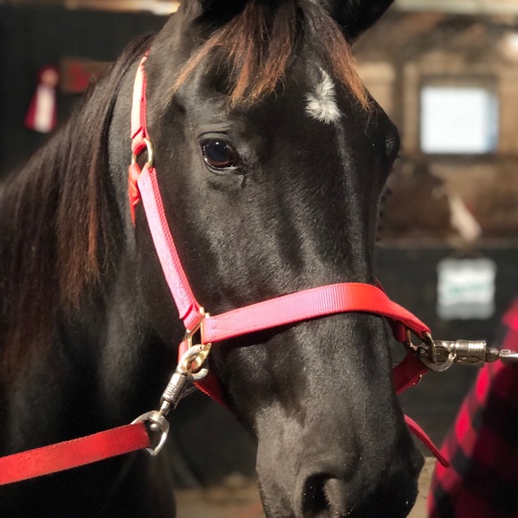 Profile Picture of Tamara Huntsberger (@t_huntsberger) on Poshmark