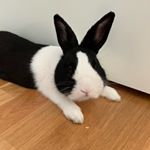 Profile Picture of Knödel Jr (@dutchrabbit_junior) on Instagram