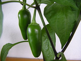 Profile Picture of Jalapeñoon Wikipedia