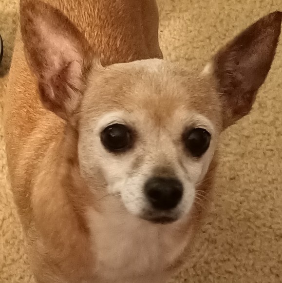 Profile Picture of Barry Bishop (@barry_bishop) on Poshmark