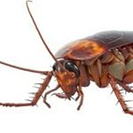 Profile Picture of Ian The Roach (@ian.the.roach) on Instagram