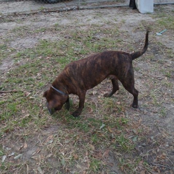 Profile Picture of Allen Duplesis (@ajdcdm443) on Poshmark