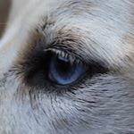 Profile Picture of Randall Wills (@dogcamman) on Instagram