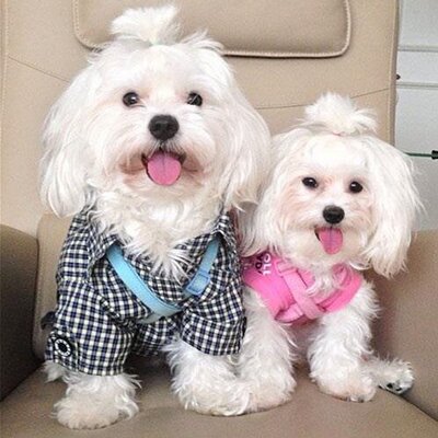 Profile Picture of Preet Virk (@preetvirk18) on Twitter