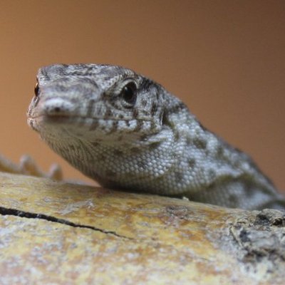 Profile Picture of RICHARD L GASS (@RICHARDLGASS1) on Twitter