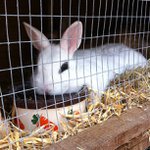 Profile Picture of Christopher Swoboda (@willowheroapril) on Instagram