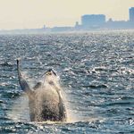 Profile Picture of bill mckim (@jerseyshorewhalewatch) on Instagram