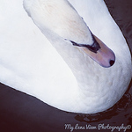 Profile Picture of Stephanie Cornthwaite Photography (@stephanie cornthwaite photography) on Flickr