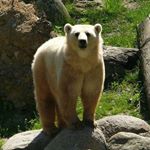 Profile Picture of Rudy Carretero (@mugarud) on Instagram