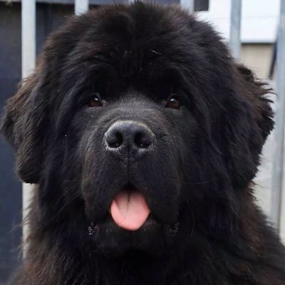 Profile Picture of Sylvie RAFFIN φ  🐝 - Mat. 987 - Justice Pour Steve (@sylvie_raffin) on Twitter