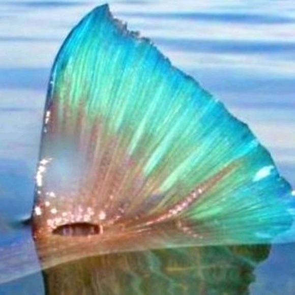 Salty feesh designs & Little feesh too boutique - Poshmark Profile Picture of Salty feesh designs & Little feesh too boutique (@saltyfeesh) on Poshmark