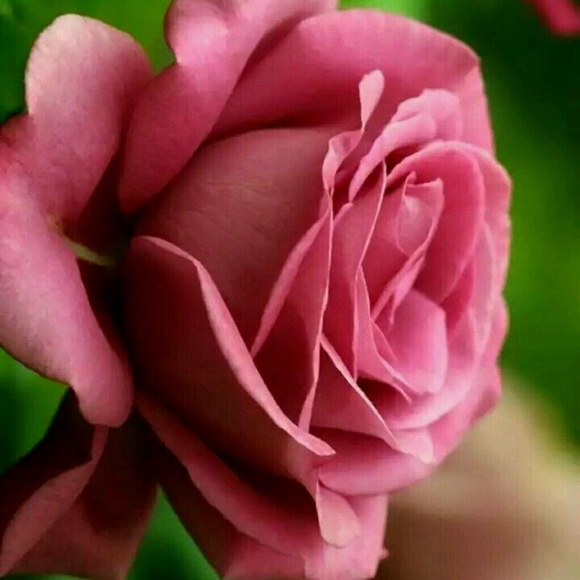 R Roane - Poshmark Profile Picture of R Roane (@roaner) on Poshmark