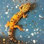 Profile Picture of Aaron Abney (@leopard_geckos30) on Instagram