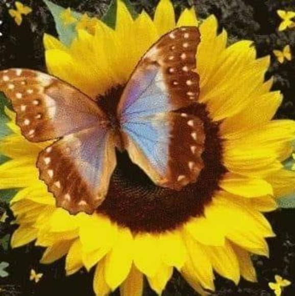 Profile Picture of Terry Faulkner (@terryfaulkner) on Poshmark