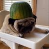 Profile Picture of   Puggy (@binhanas) TikTok |... (@binhanas) on Tiktok