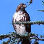 Profile Picture of Darin Peters (@iamspartacus70) on Instagram