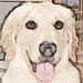 Profile Picture of Carol Winkel (@ckw1) on Pinterest