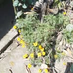 Profile Picture of Alex Bhokta (@Alex-Bhokta) on Facebook