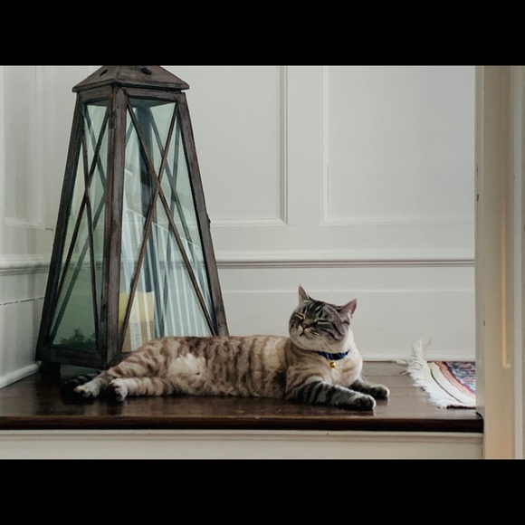 Profile Picture of Elizabeth Meucci (@elizabethmeucci) on Poshmark