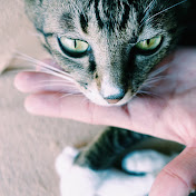 Profile Picture of Allen Long (@AllenLxw) on Youtube