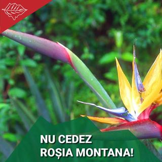 Profile Picture of Strelizia Phalenopsis (@strelizia.phalenopsis) on Facebook