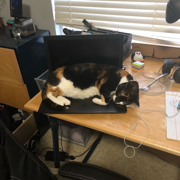 Profile Picture of Ashleigh Hahn (@hahnmarkcloset) on Poshmark