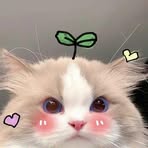 Profile Picture of Ariel Chan (@Ariel-Chan) on Facebook