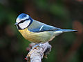 Profile Picture of Eurasian blue titon Wikipedia