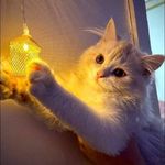 Profile Picture of Bashar Al-Bosoul (@bshr7371) on Instagram