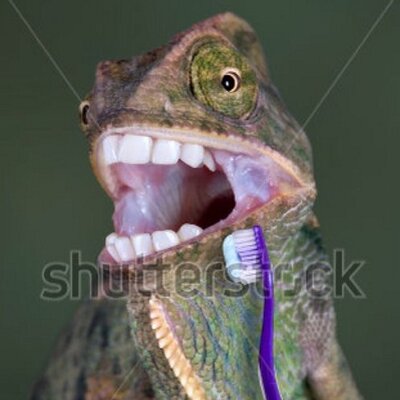 Profile Picture of Mike Holston (@lizardadicted) on Twitter