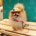 Profile Picture of Ralph José Alves Farias (@ralph.spitz) on Instagram