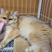 Profile Picture of Phoebe Ng (@PhoebeNg-z4k) on Youtube