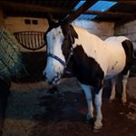 Profile Picture of Chloe Equestrain (@cantering.chloe) on Instagram