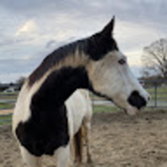 Profile Picture of Shiloh Teta (@tetashiloh) on Poshmark