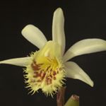 Profile Picture of David Llewelyn (@koolplants.co.uk) on Instagram