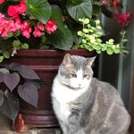 Profile Picture of Suzanne Bailey (@suzannebailey1099) on Instagram