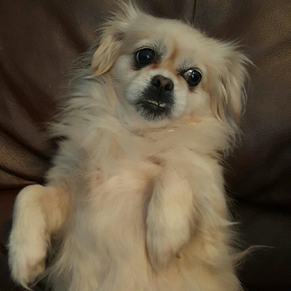 Profile Picture of Samantha Littler (@sammyll) on Poshmark