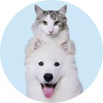 Profile Picture of 밀키와 복이 (@milkyboki) on Instagram