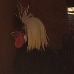 Corey Guillory - Instagram Profile Picture of Corey Guillory (@therealcbguillory) on Instagram