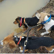 Profile Picture of Higgins Outdoors Adventures  (@higginsbeagles3864) on Youtube