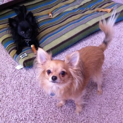 Profile Picture of Ross Dunlap (@OKCChopper) on Twitter