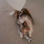 Profile Picture of Singleton Larry (@rollyfundv) on Instagram