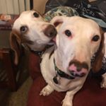 Profile Picture of Dr Benson And Timmy (@benny_n_timmy) on Instagram