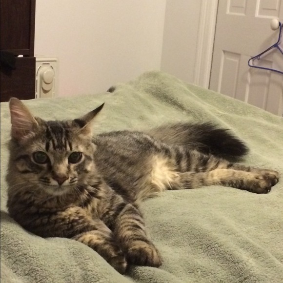 Profile Picture of Jacelyn Cressman (@jacelyn4) on Poshmark