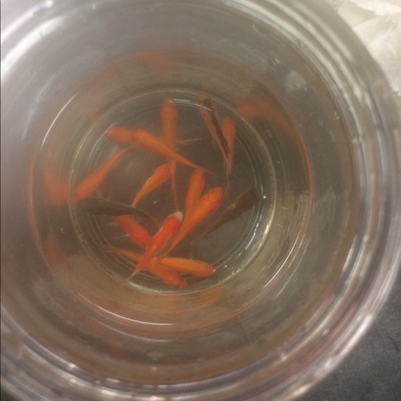 Profile Picture of Kellimar Nixon (@riverqueen785) on Poshmark